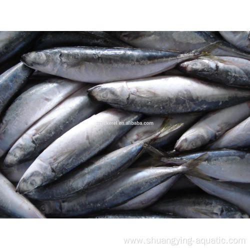 Frozen Fish Horse Mackerel Worldwide Price